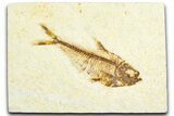 Fossil Fish (Diplomystus) - Wyoming #360744-1